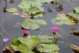 睡莲花
