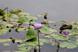 睡莲花开