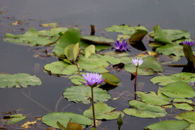 睡莲花开