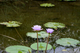 睡莲花开