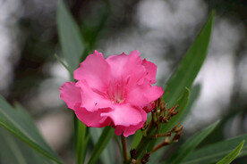 夹竹桃花