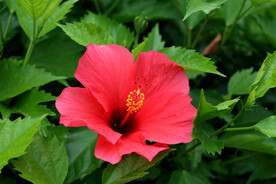 扶桑花