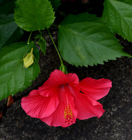 扶桑花