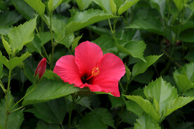 扶桑花