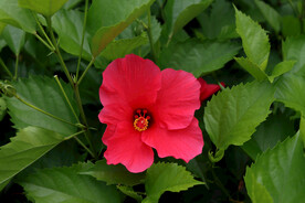 扶桑花
