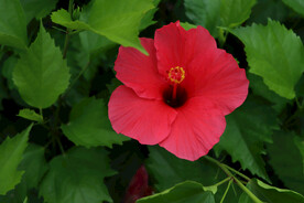 扶桑花