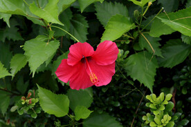 扶桑花