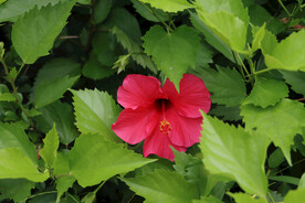 扶桑花