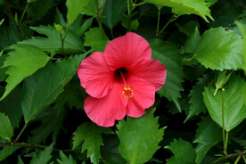 扶桑花