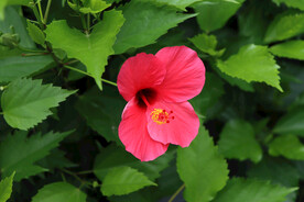 扶桑花