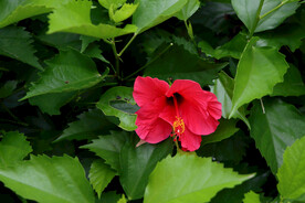 扶桑花