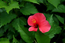 扶桑花