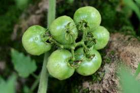 小番茄