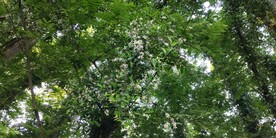 络石花海