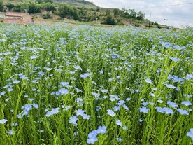 胡麻花