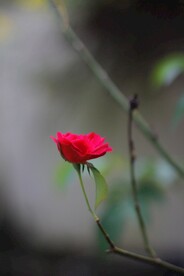玫瑰