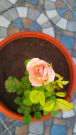 玫瑰