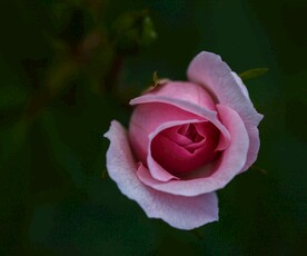 玫瑰