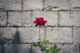 玫瑰