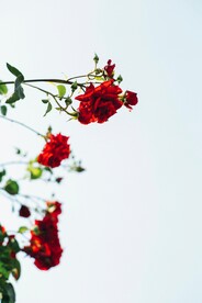 玫瑰