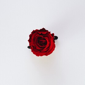 玫瑰