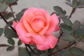 玫瑰