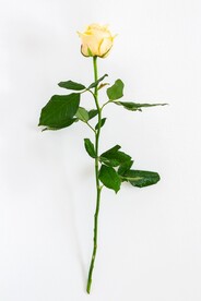 玫瑰