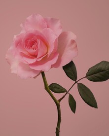 玫瑰