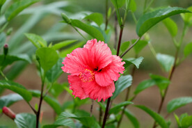 扶桑花