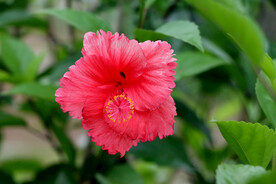 扶桑花