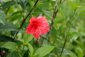 扶桑花