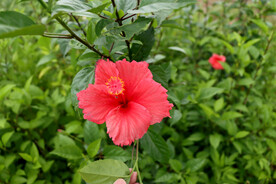 朱槿花