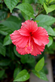 扶桑花