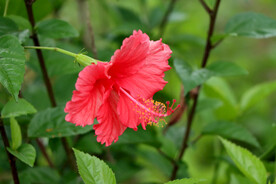 扶桑花