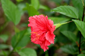 扶桑花