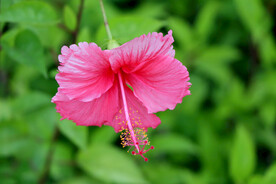 扶桑花