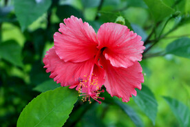 朱槿花