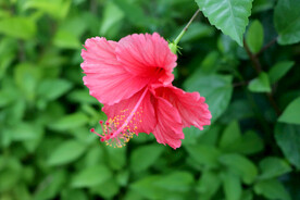 朱槿花