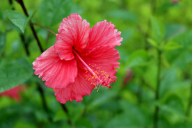 扶桑花