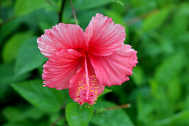 扶桑花