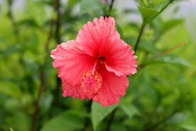 扶桑花