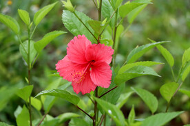 扶桑花