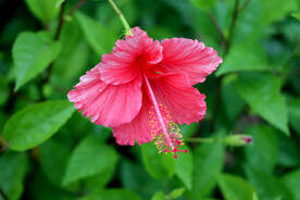扶桑花