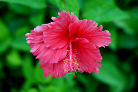 朱槿花