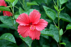 扶桑花