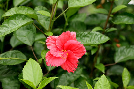 扶桑花