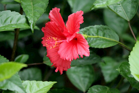 扶桑花