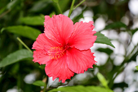 扶桑花