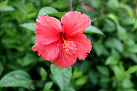 扶桑花