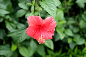 扶桑花